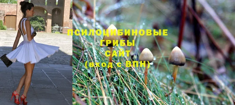 Галлюциногенные грибы Psilocybe  Новоаннинский 